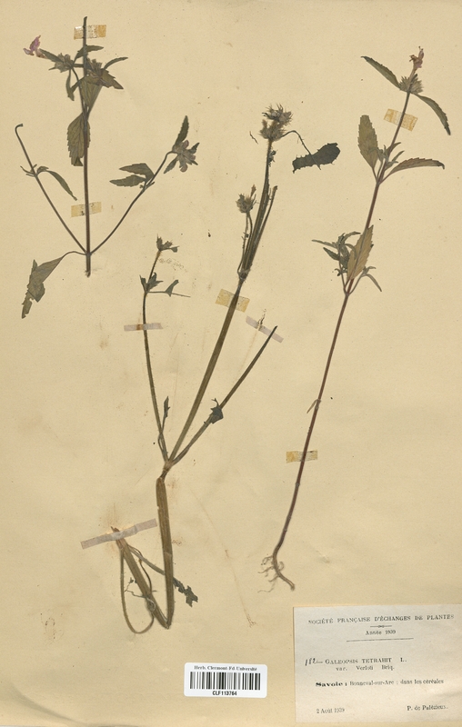 Galeopsis tetrahit verloti (Lamiaceae)