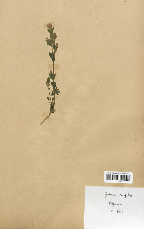 Gentiana campestris (Gentianaceae)