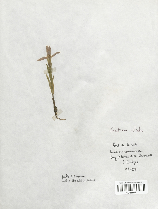 Gentiana ciliata (Gentianaceae)