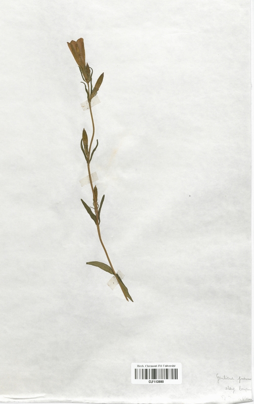 Gentiana pneumonanthe (Gentianaceae)