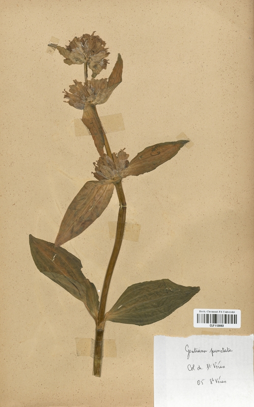 Gentiana punctata (Gentianaceae)