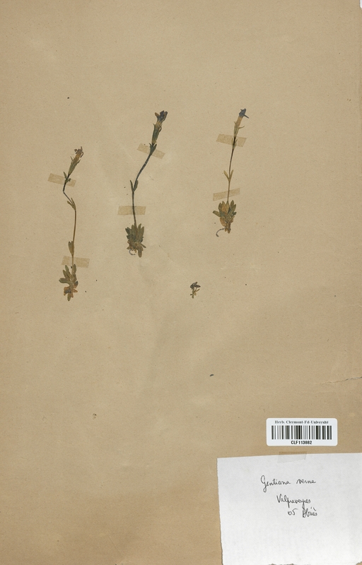 Gentiana verna (Gentianaceae)