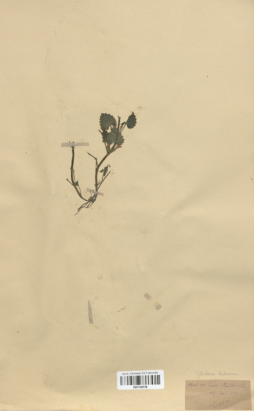Glechoma hederacea (Lamiaceae)