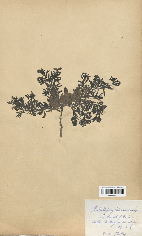 Heliotropium eurassavicum (Boraginaceae)