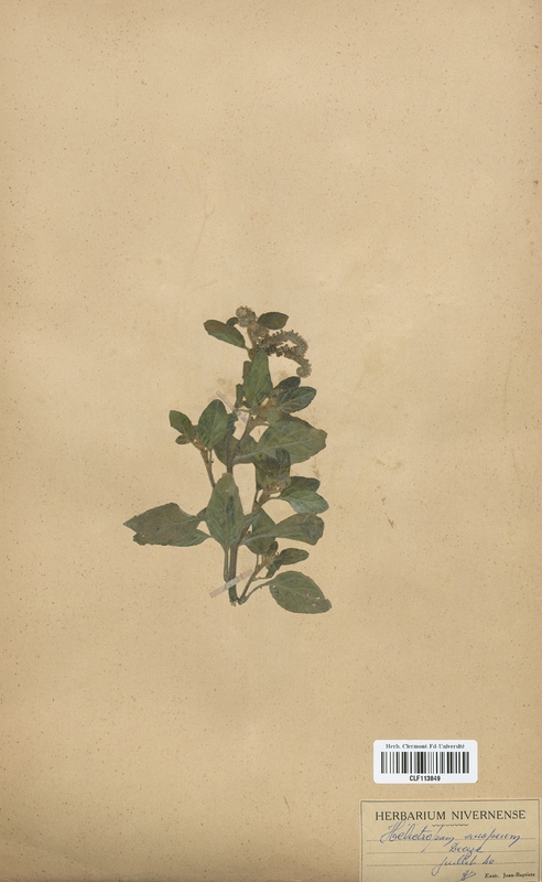 Heliotropium europaeum (Boraginaceae)