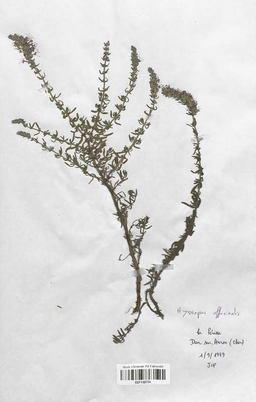 Hyssopus officinalis (Lamiaceae)