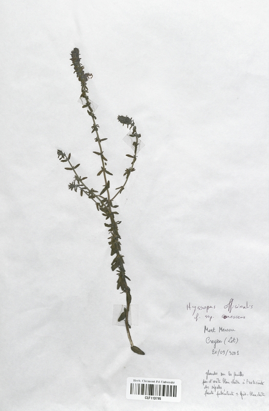 Hyssopus officinalis (Lamiaceae)