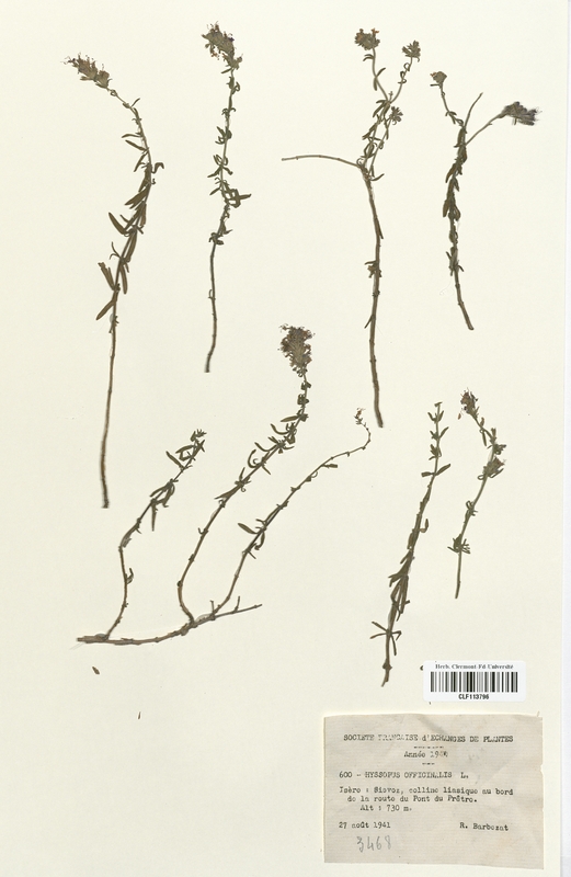 Hyssopus officinalis (Lamiaceae)