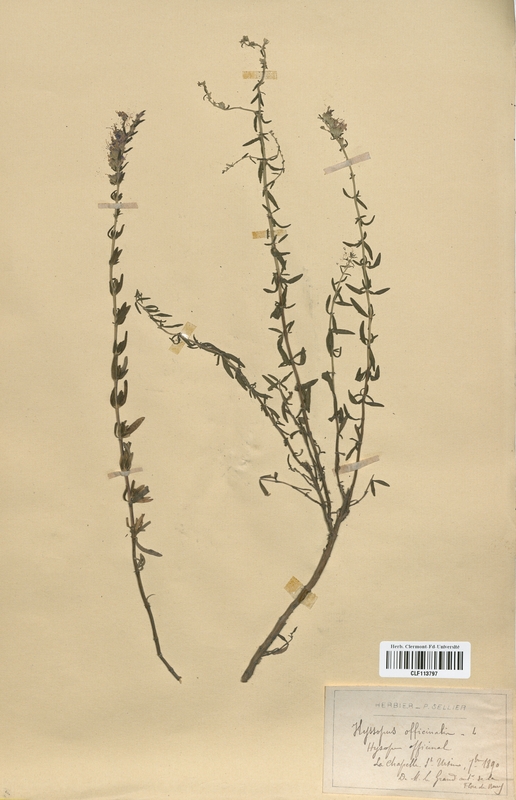 Hyssopus officinalis (Lamiaceae)
