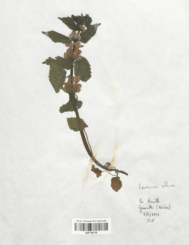 Lamium album (Lamiaceae)