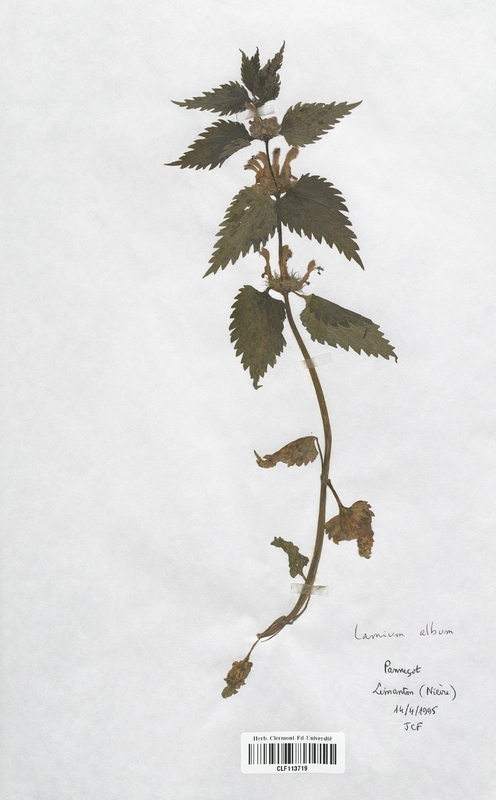 Lamium album (Lamiaceae)