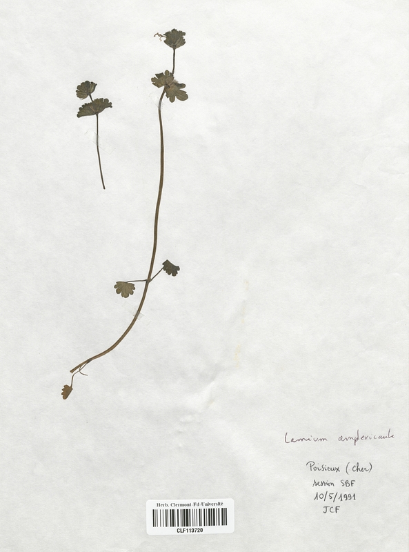Lamium amplexicaule (Lamiaceae)