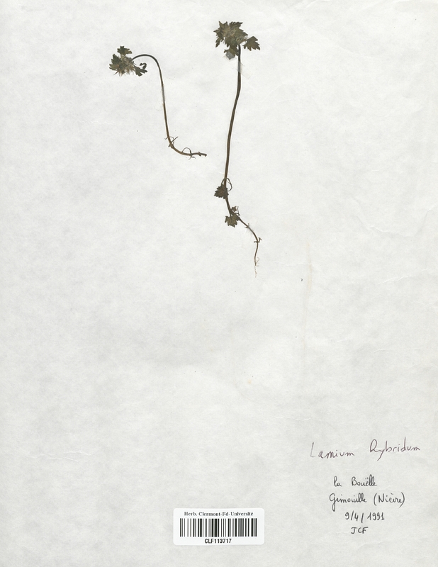 Lamium hybridum (Lamiaceae)