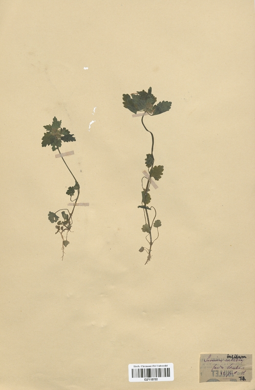 Lamium incisum (Lamiaceae)