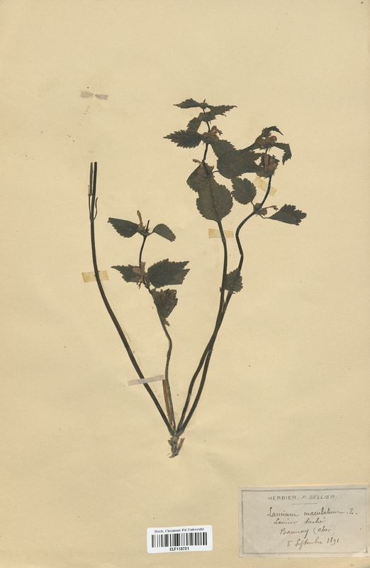 Lamium maculatum (Lamiaceae)