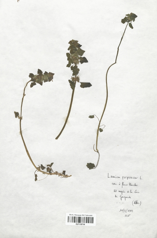 Lamium purpureum (Lamiaceae)