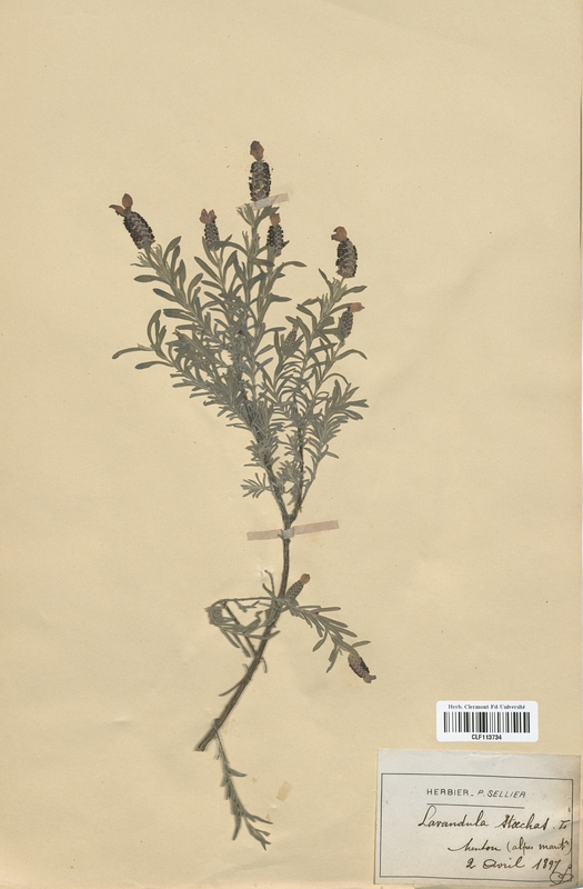 Lavandula stoechas (Lamiaceae)