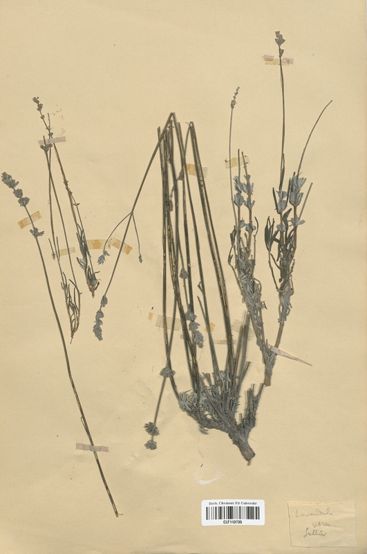 Lavandula vera (Lamiaceae)