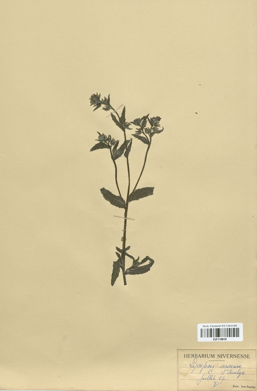 Lycopsis arvensis (Boraginaceae)