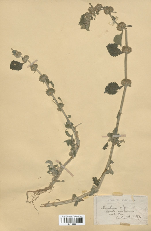Marrubium vulgare (Lamiaceae)