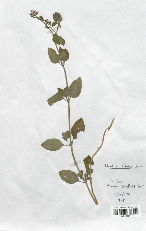 Mentha affinis (Lamiaceae)