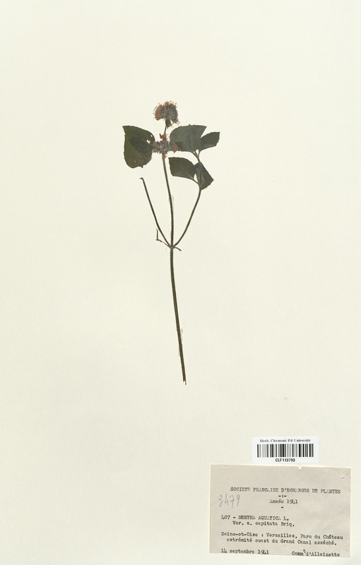 Mentha aquatica capitata (Lamiaceae)