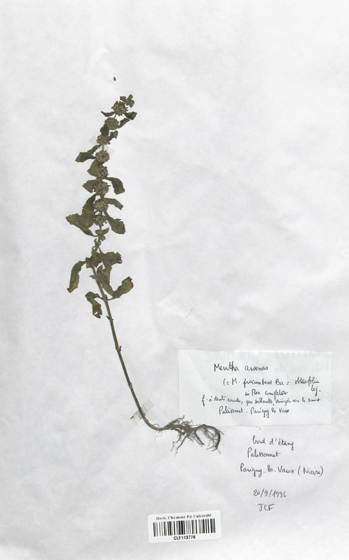 Mentha arvensis (Lamiaceae)