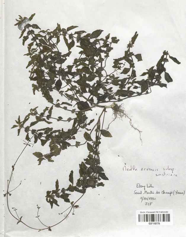 Mentha arvensis austriaca (Lamiaceae)