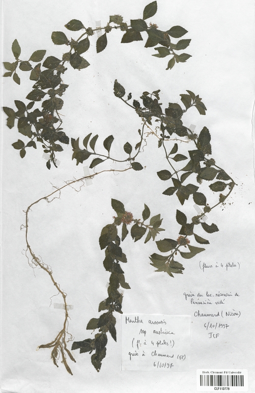 Mentha arvensis austriaca (Lamiaceae)