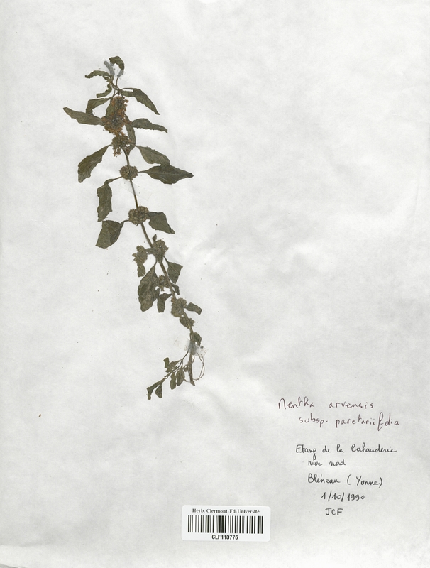 Mentha arvensis paretariifolia (Lamiaceae)