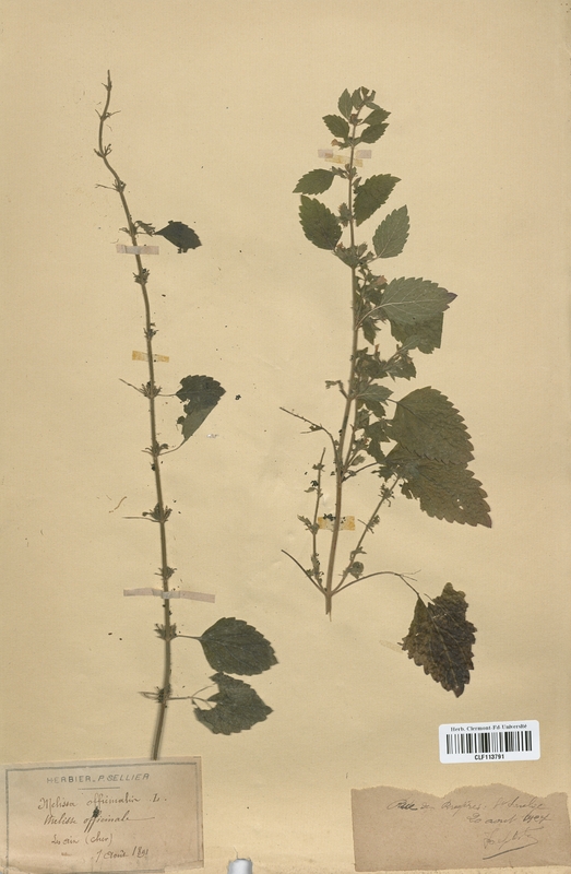 Mentha officinalis (Lamiaceae)