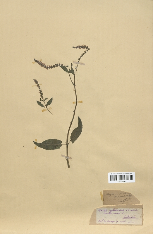 Mentha sylvestris (Lamiaceae)