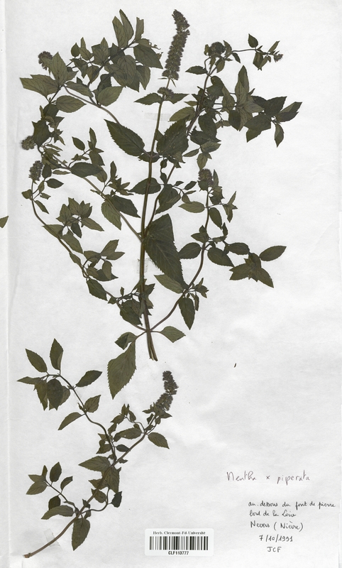 Mentha x piperata (Lamiaceae)
