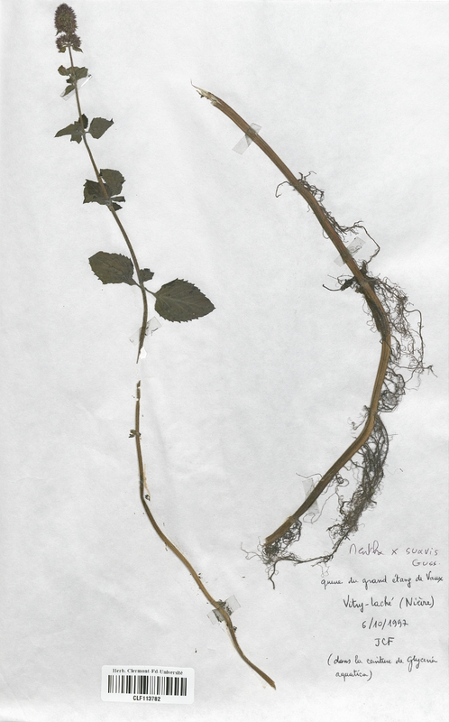 Mentha x suavis (Lamiaceae)