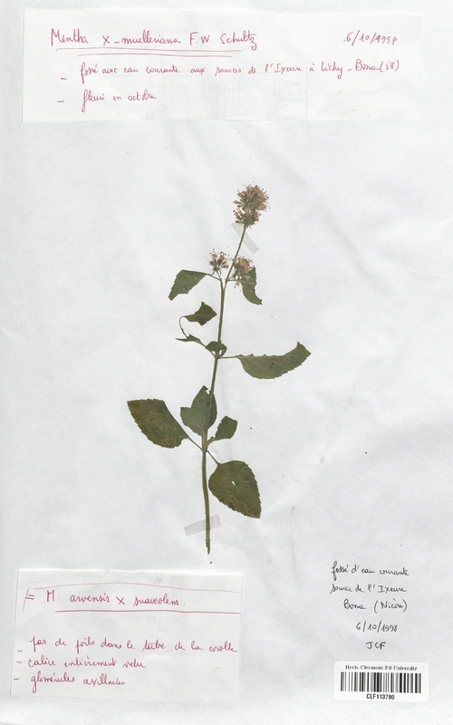 Mentha x-muelleriana (Lamiaceae)