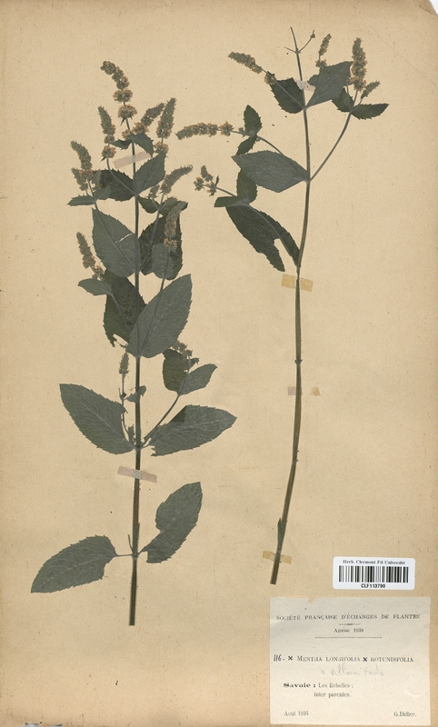Mentha x-villosa (Lamiaceae)