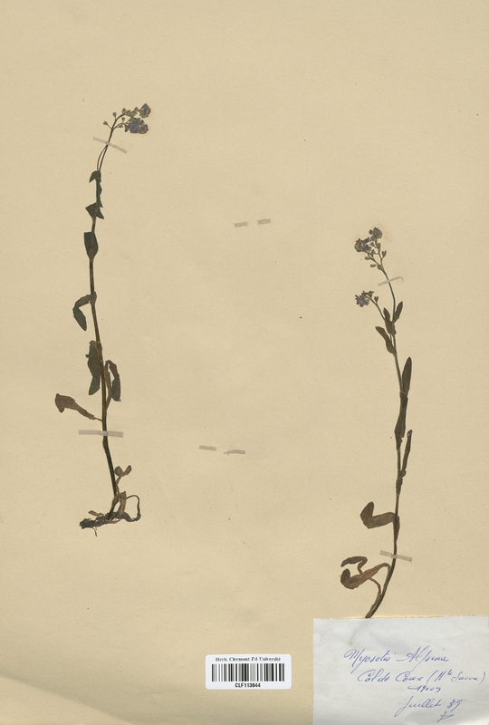 Myosotis alpina (Boraginaceae)