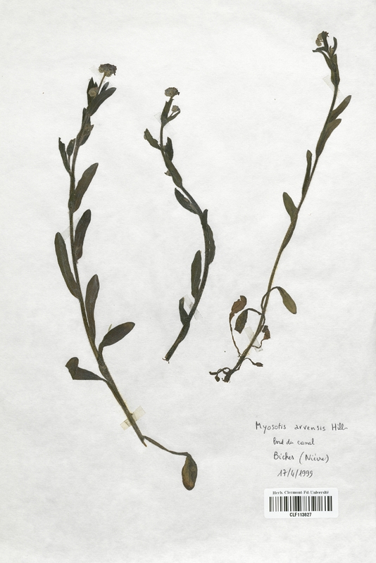 Myosotis arvensis (Boraginaceae)
