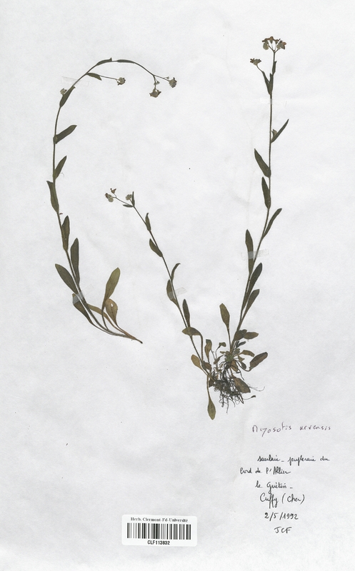 Myosotis arvensis (Boraginaceae)