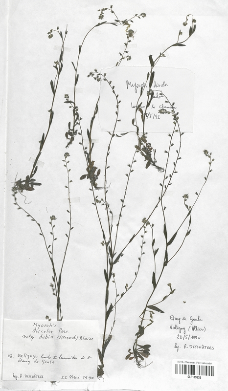 Myosotis discolor dubia (Boraginaceae)