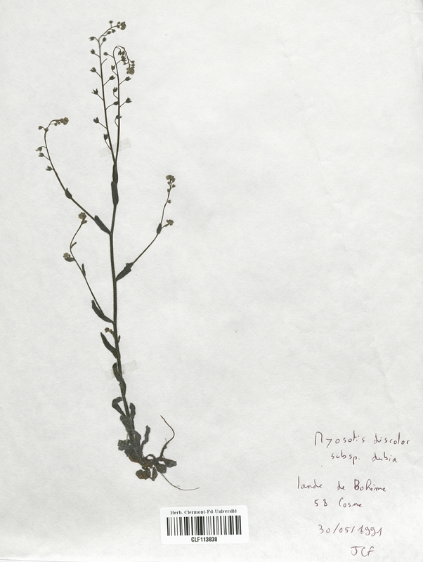 Myosotis discolor dubia (Boraginaceae)