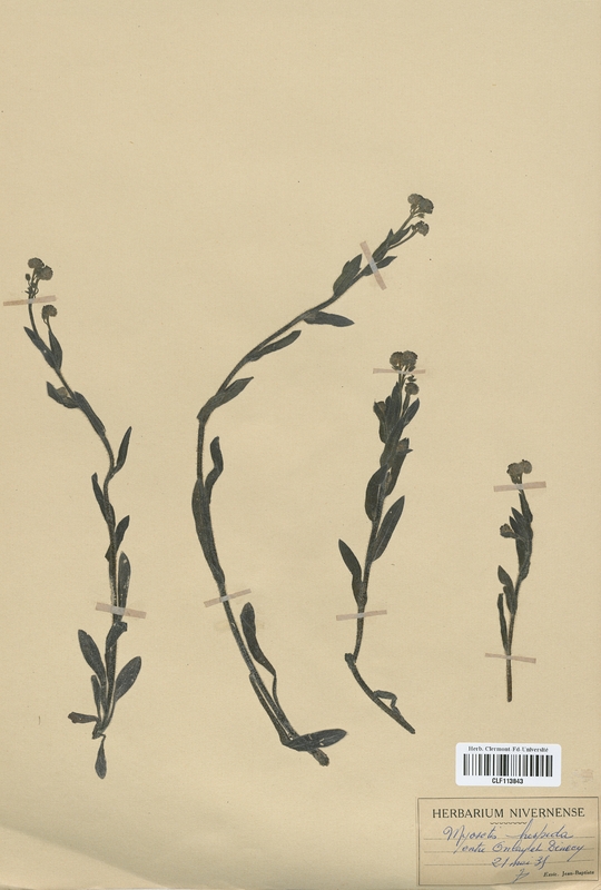 Myosotis hispida (Boraginaceae)