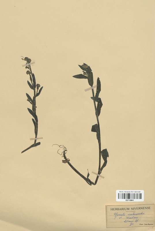 Myosotis intermedia (Boraginaceae)