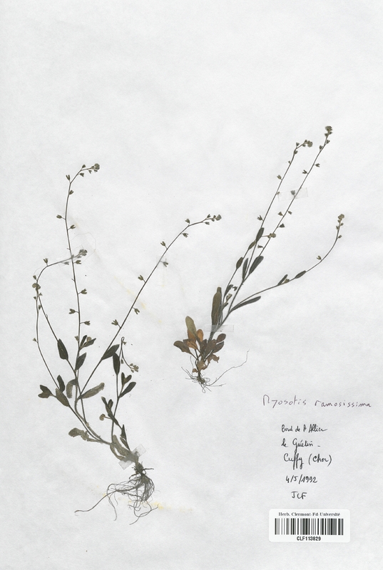 Myosotis ramosissima (Boraginaceae)