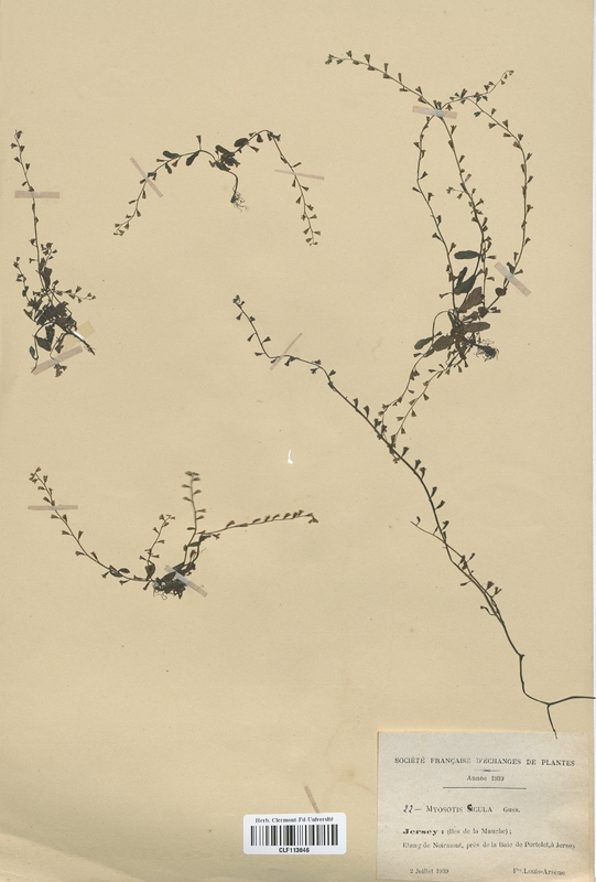 Myosotis sicula (Boraginaceae)