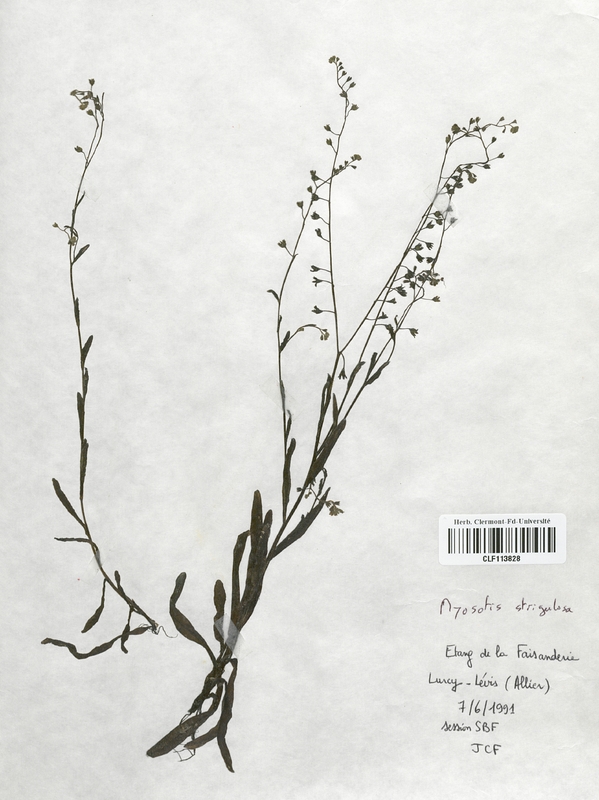 Myosotis strigulosa (Boraginaceae)