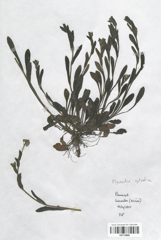 Myosotis sylvatica (Boraginaceae)