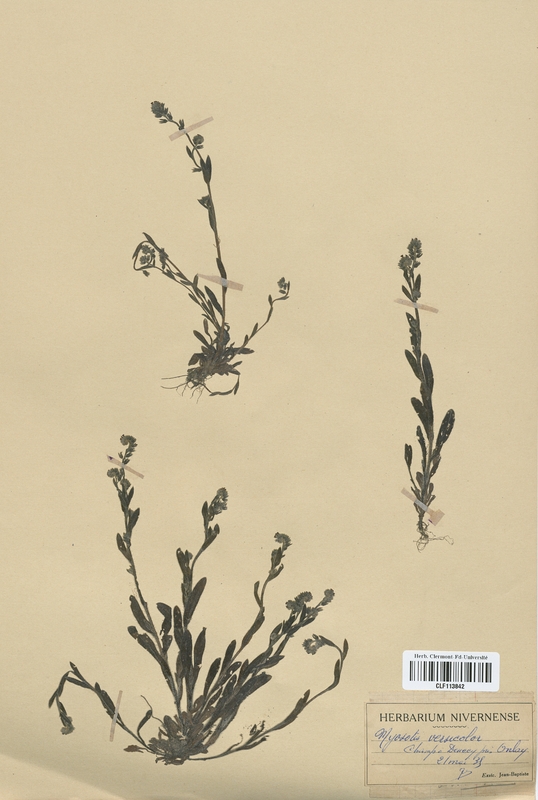 Myosotis versicolor (Boraginaceae)