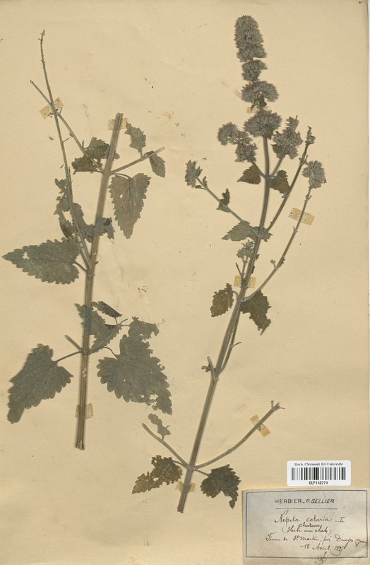 Nepeta cataria (Lamiaceae)
