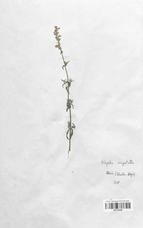 Nepeta nepetella (Lamiaceae)